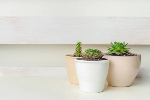 Petites Plantes Succulentes Dans Des Pots Intérieur Maison — Photo