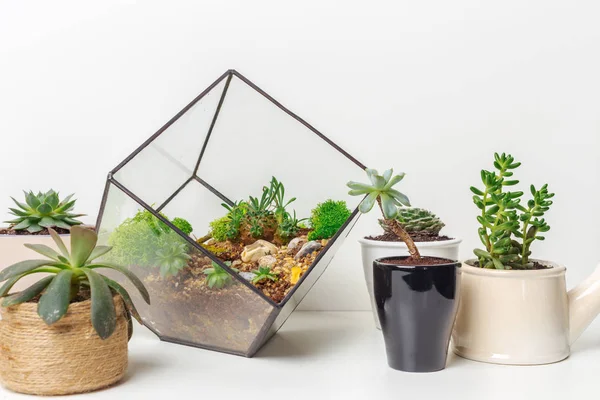 Mini Saftiga Trädgård Glas Florarium — Stockfoto