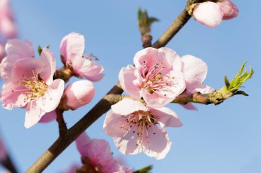 Pembe çiçekli bahar ağacı 