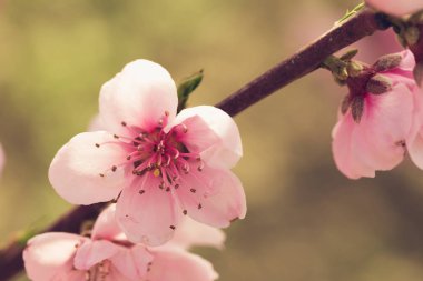 Pembe çiçekli bahar ağacı 