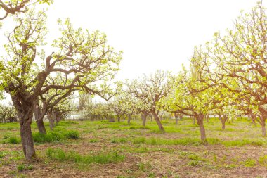 elma Bahçe çiçek açması ağaçları ile