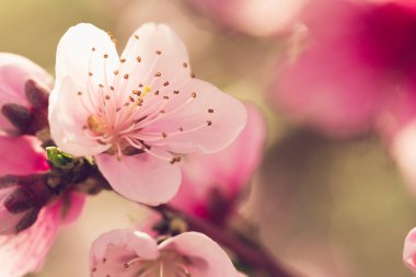 Pembe çiçekli bahar ağacı 