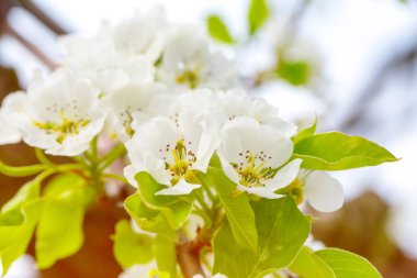 Kiraz çiçeği bahar arka plan üzerinde Kapat