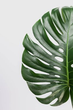 Moda arka plan Monstera yaprak ile 