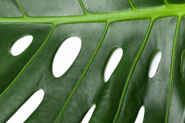 Moda arka plan Monstera yaprak ile 