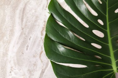 Moda arka plan Monstera yaprak ile 