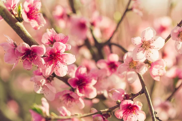 Pembe Çiçekli Bahar Ağacı — Stok fotoğraf