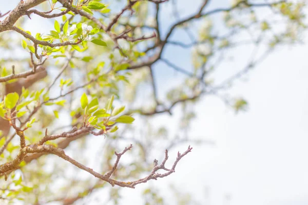 Körsbär Blommar Över Suddig Natur Bakgrund — Stockfoto