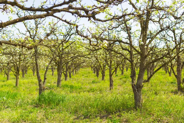 elma Bahçe çiçek açması ağaçları ile
