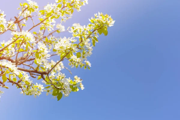 Flores Cerejeira Sobre Fundo Natureza Turva — Zdjęcie stockowe