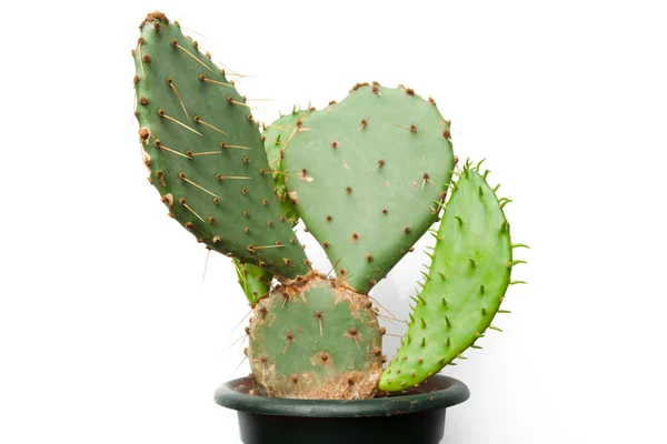 Planta Cactus Aislada Sobre Fondo Blanco —  Fotos de Stock