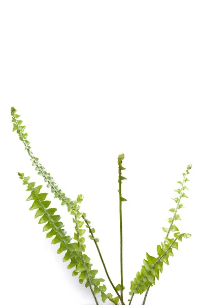 Yeşil Eğreltiotu Yaprakları Beyaz Arkaplanda Izole — Stok fotoğraf