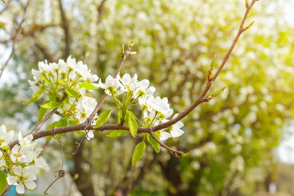 Flores Cerejeira Sobre Fundo Natureza Turva — Zdjęcie stockowe