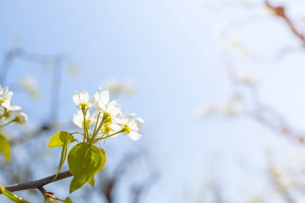 Körsbär Blommar Över Suddig Natur Bakgrund — Stockfoto