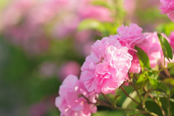 Pink Roses Closeup Field Background — Stock Photo, Image