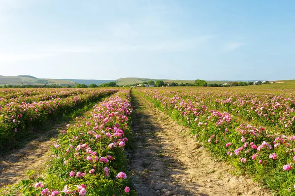 güzel alan arka plan üzerinde gül