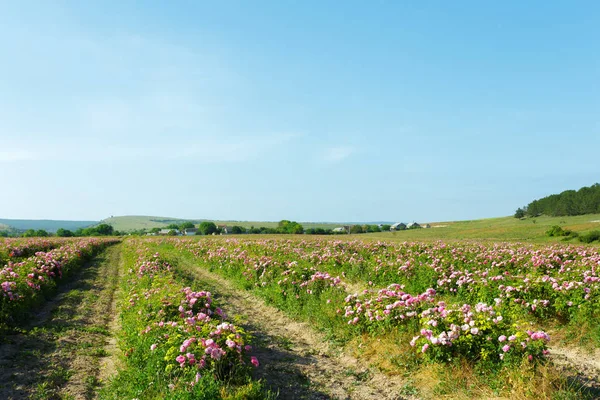 güzel alan arka plan üzerinde gül