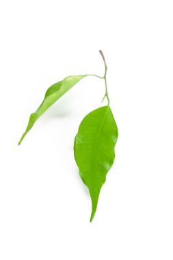 beyaz zemin üzerinde izole Ficus bırakır 