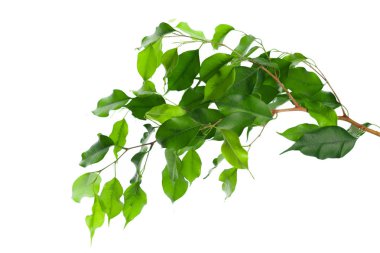 beyaz zemin üzerinde izole Ficus bırakır 