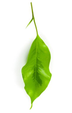 Beyaz arkaplanda yeşil yaprak izole edildi