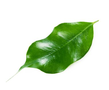 Beyaz arkaplanda yeşil yaprak izole edildi