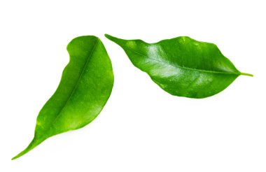 beyaz zemin üzerinde izole Ficus bırakır 