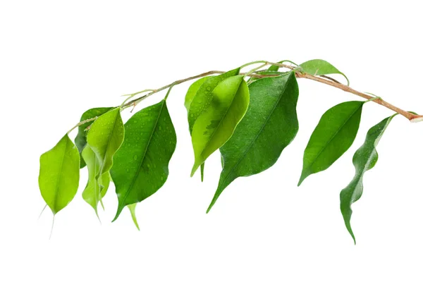 Ficus Leaves Isolated White Background — Stock Photo, Image