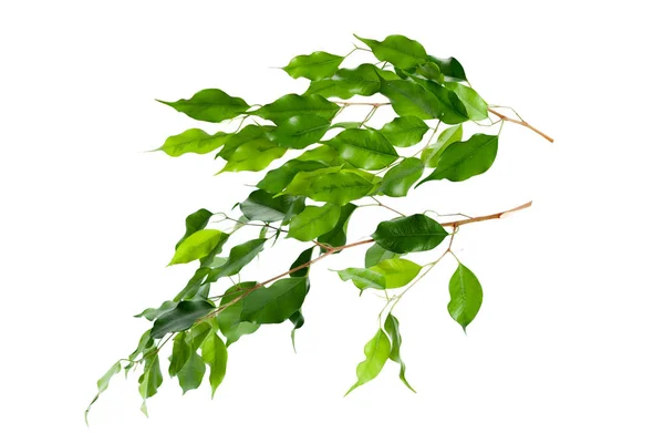 Ficus Verlaat Geïsoleerd Witte Achtergrond — Stockfoto