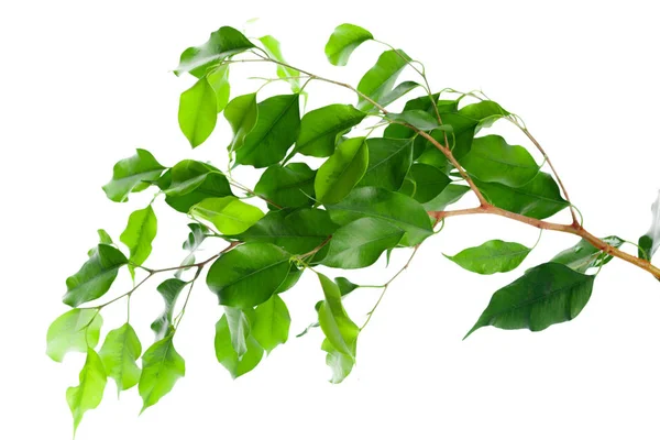 Ficus Verlaat Geïsoleerd Witte Achtergrond — Stockfoto