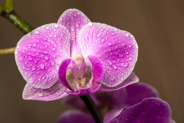 Close Orchid Flowers Blurred Background Stock Photo