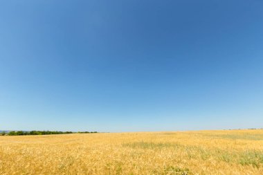  Mavi gökyüzü arka plan buğday alanı
