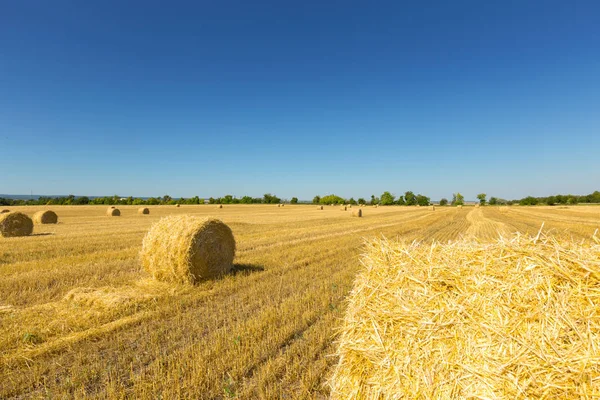 Golden Wheat Field Blue Sky Background — Stock Photo, Image