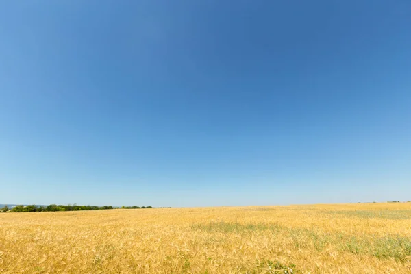 Pole Pszenicy Tle Błękitnego Nieba — Zdjęcie stockowe