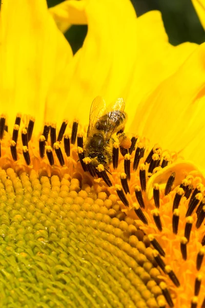 Μέλισσα Μέλι Κίτρινο Ηλίανθος — Φωτογραφία Αρχείου