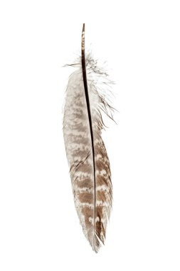 kuş tüyü beyaz arkaplanda izole edildi