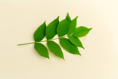 Yeşil yaprak üstten görünüm