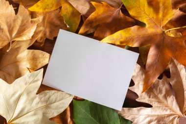 Sonbahar yaprak whipe boş kağıt ile yakın çekim 