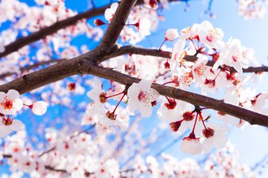 Blooming arka plan bahar, yakın çekim