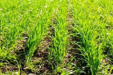 arka plan bahar yeşil sahada