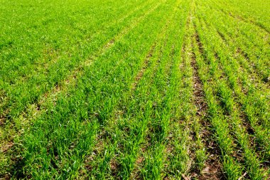 arka plan bahar yeşil sahada