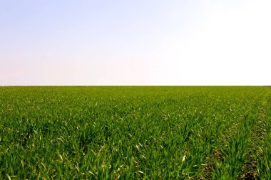 arka plan bahar yeşil sahada