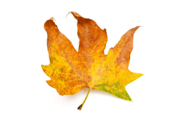 Herbst Blatt Isoliert Auf Weißem Hintergrund — Stockfoto
