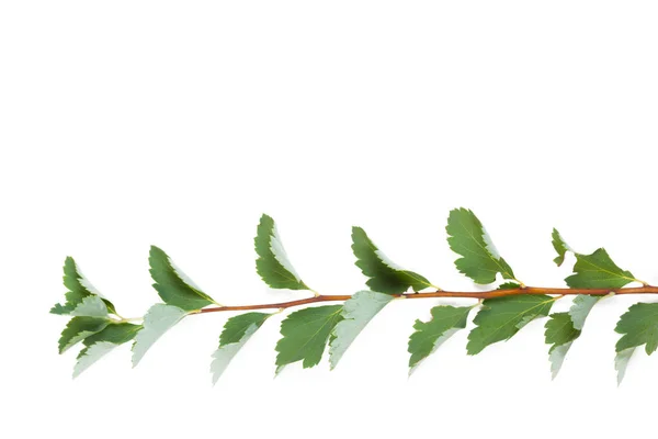 Feuilles Vertes Isolées Sur Fond Blanc — Photo