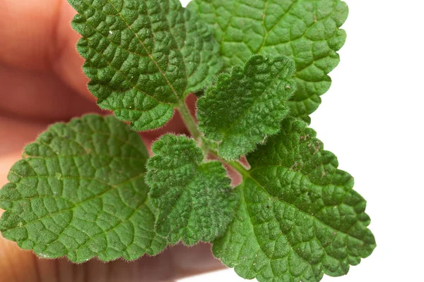 Green Leaf Isolated White — Stock Photo, Image