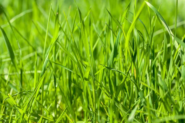 Background Green Grass Summer Day — Stock Photo, Image