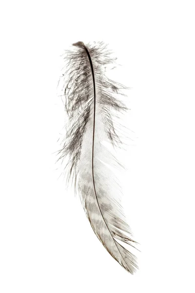 Bird Feather Isolated White Background — Stock Photo, Image