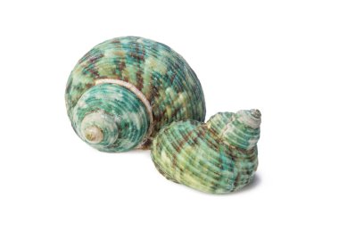 beyaz arkaplanda izole edilmiş deniz kabukları