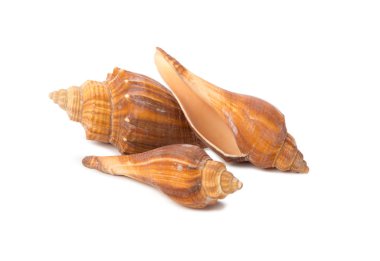 beyaz arkaplanda izole edilmiş deniz kabukları