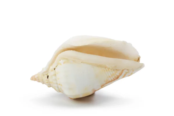 Seashell Izolované Bílém Pozadí — Stock fotografie