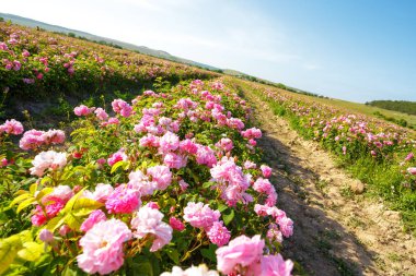 güzel alan arka plan üzerinde gül